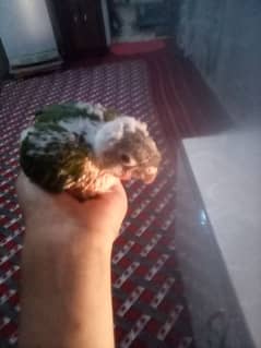 conure chicks