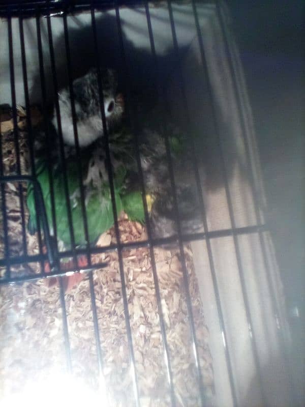 conure chicks 2