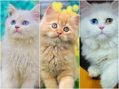 Persian Punch face triple coat cat Kitten