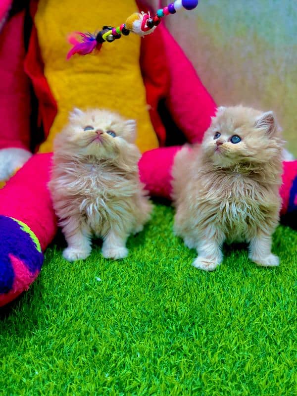 Persian Punch face triple coat cat Kitten 3