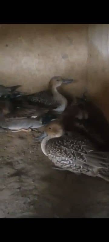 murgabi gadwall and all murgabi meat available 0