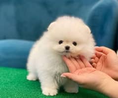 Pomeranian puppies 03361777030