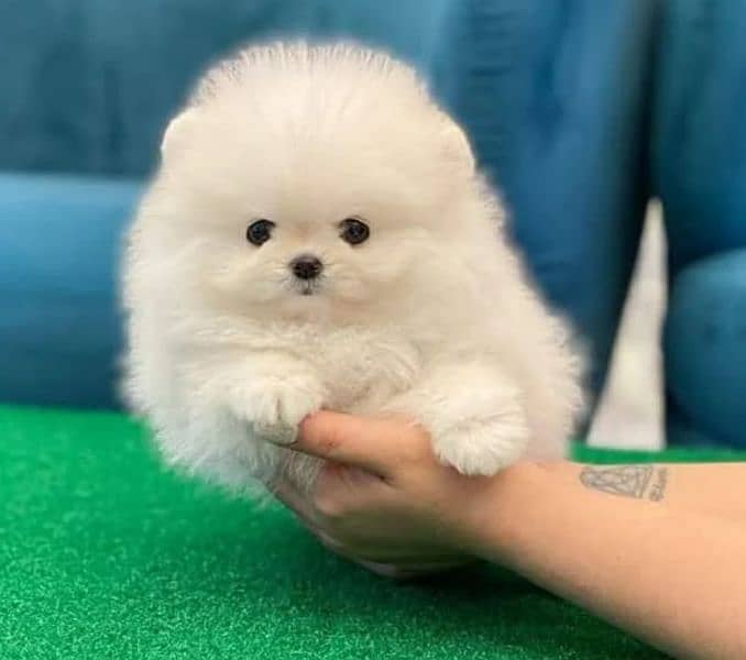 Pomeranian puppies 03361777030 1