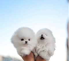 Pomeranian