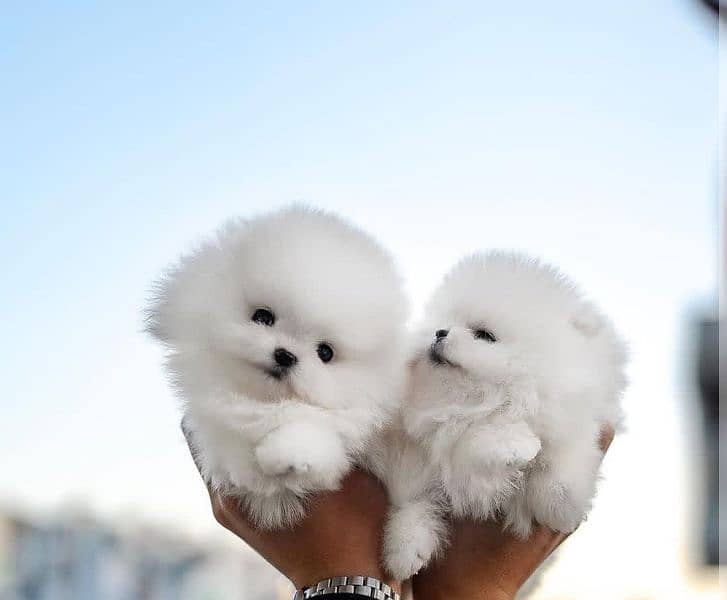 Pomeranian puppy 03361777030 1