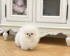 Pomeranian puppies 03361777030