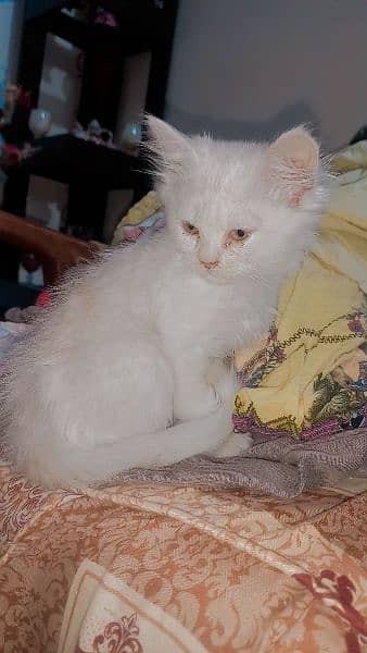 Persian kitten 67days @8000/only 0