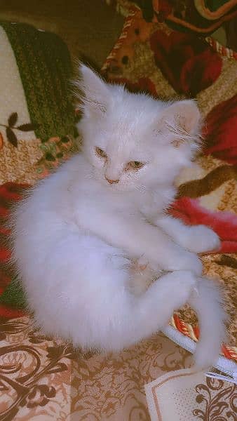 Persian kitten 67days @8000/only 2