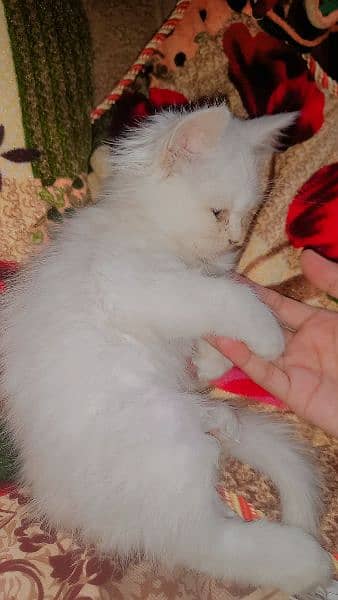 Persian kitten 67days @8000/only 4