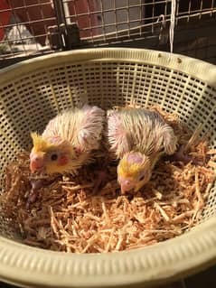 Cockateil Chicks