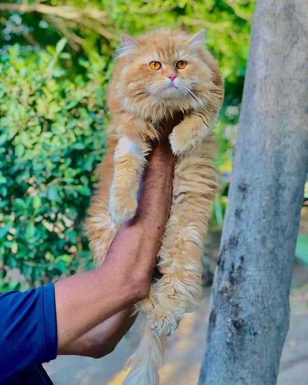 Persian Punch face triple coat cat Kitten 3