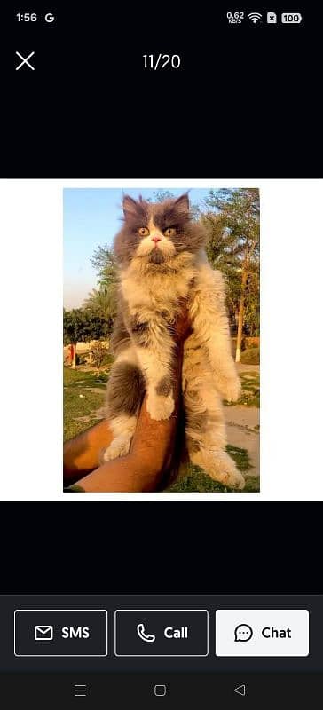 Persian Punch face triple coat cat Kitten 5