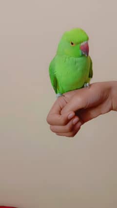 Green parrot