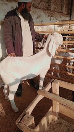 Rajanpuri Bakri | Gaban bakri | Goat | بکری | White bakri