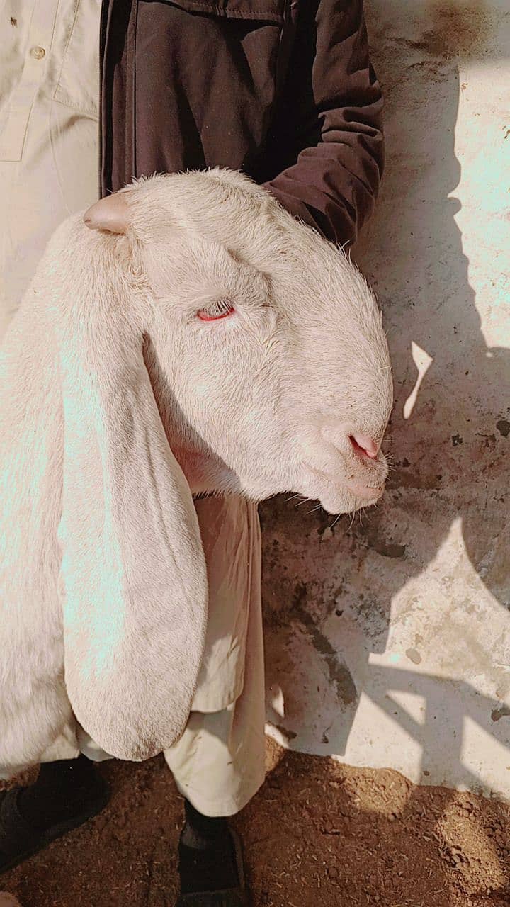 Rajanpuri Bakri | Gaban bakri | Goat | بکری | White bakri 1