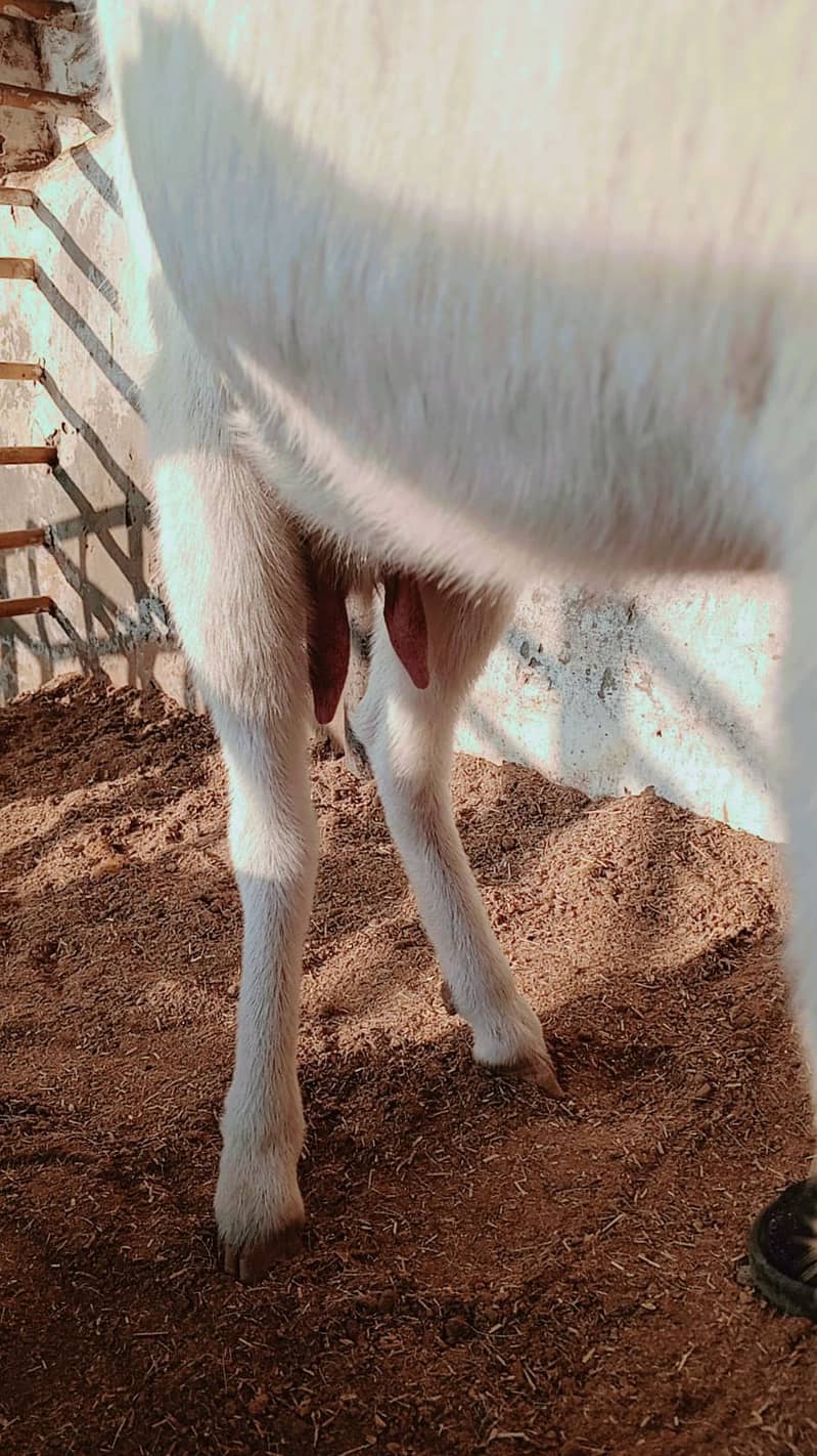 Rajanpuri Bakri | Gaban bakri | Goat | بکری | White bakri 2