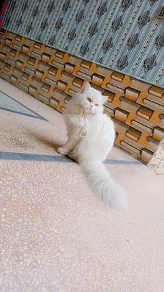 Persian kitten