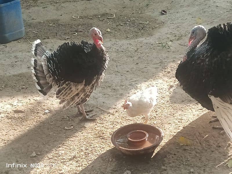 2 turkey maes for sale 0