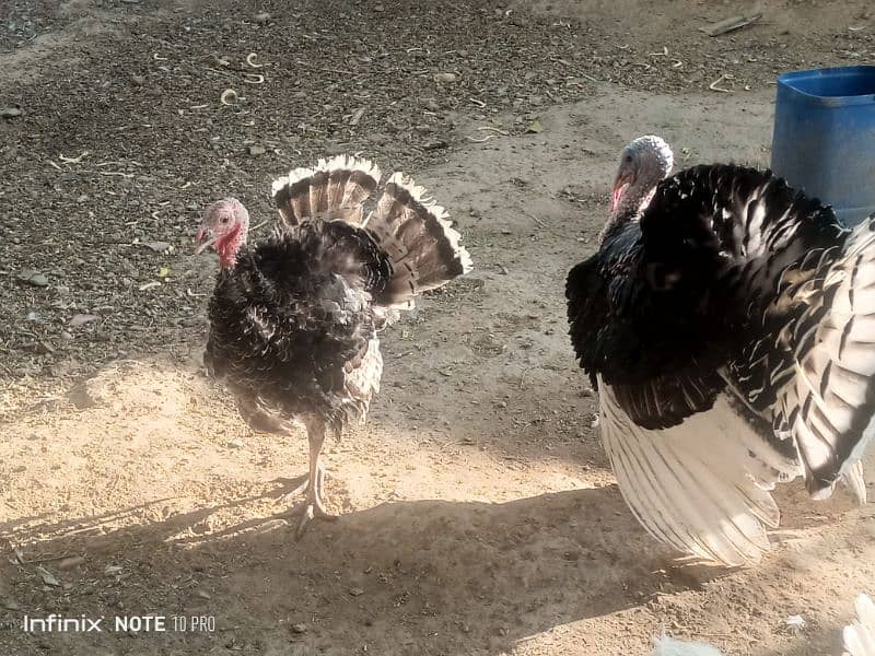 2 turkey maes for sale 1