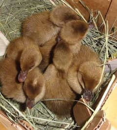 Pure Khaki Campbell Duck chicks