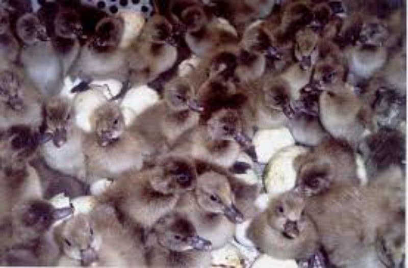 Pure Khaki Campbell Duck chicks 2