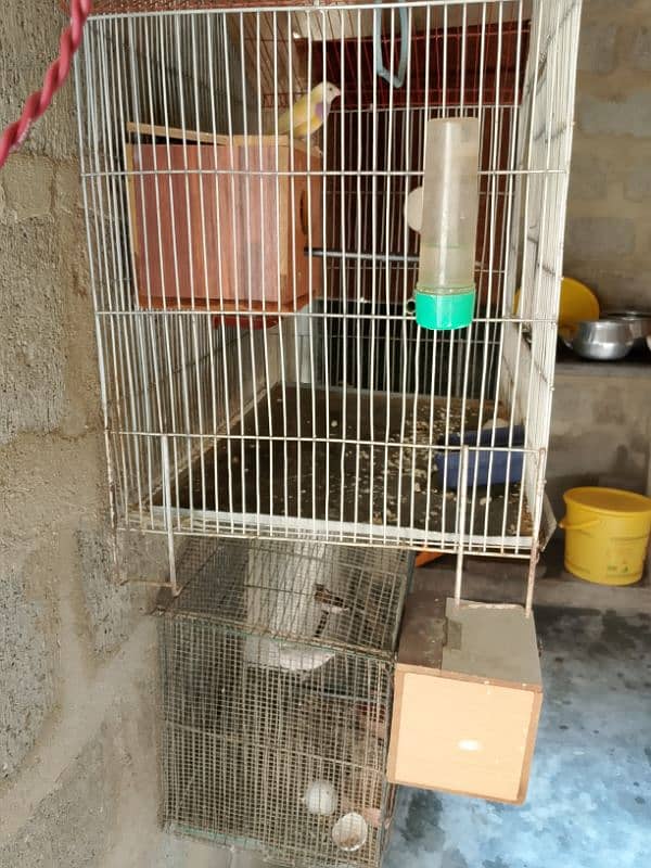 gouldian pair breader with foster pair 1