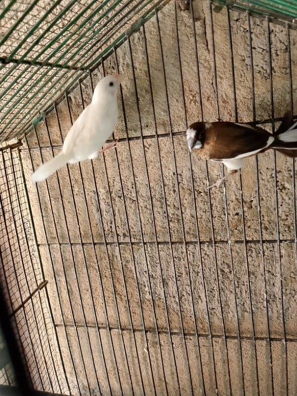 gouldian pair breader with foster pair 4