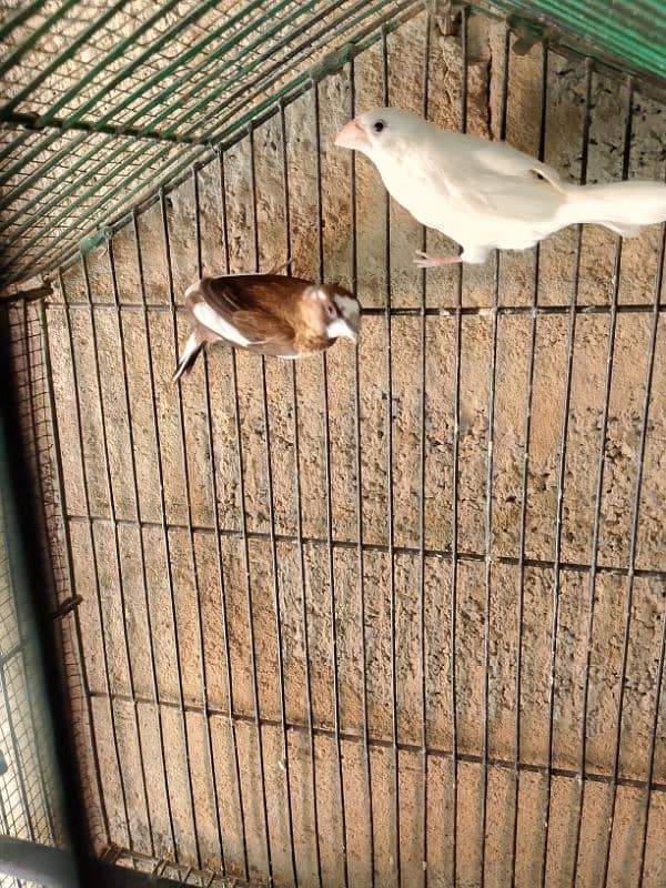 gouldian pair breader with foster pair 5