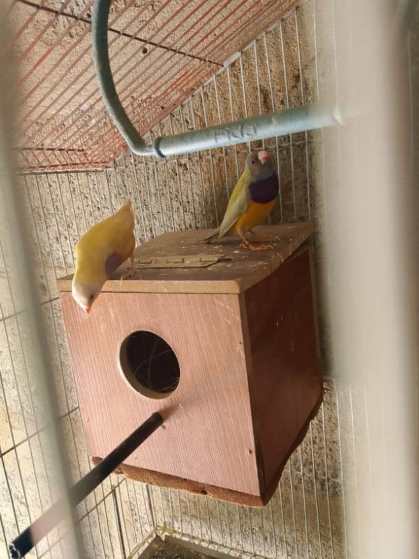 gouldian pair breader with foster pair 7