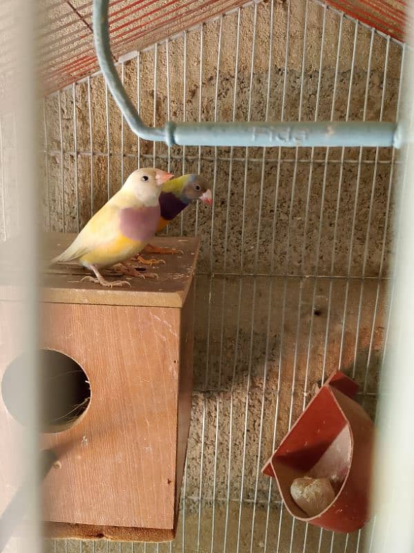 gouldian pair breader with foster pair 8