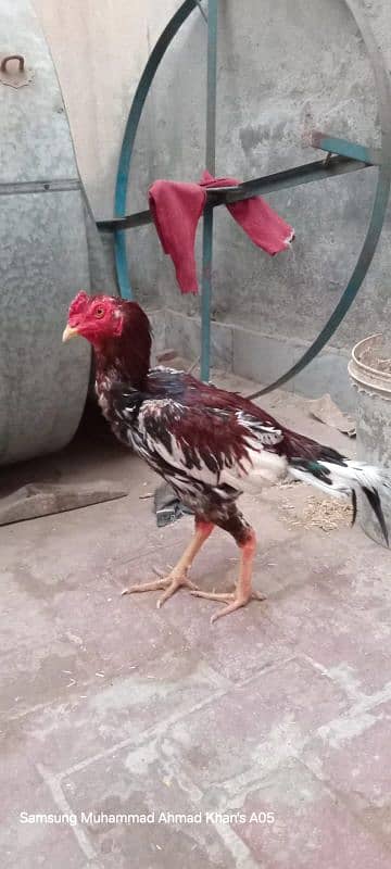 Aseel hens or tayar male 15