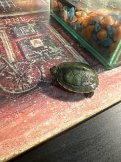 red ear turtle for sale