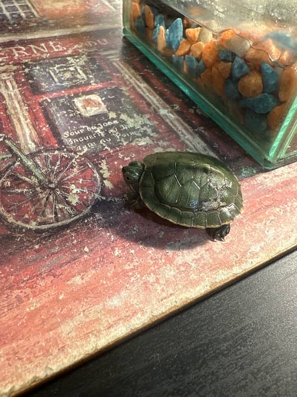 red ear turtle for sale 0