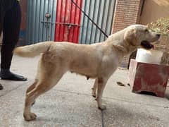 British Labradour female pedegiree 03134111831