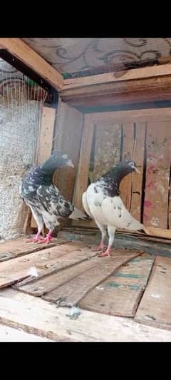 high quality pigeon for sale. .