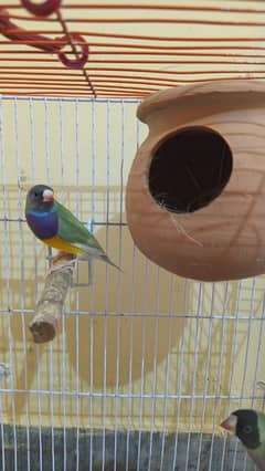 Gouldian Pair