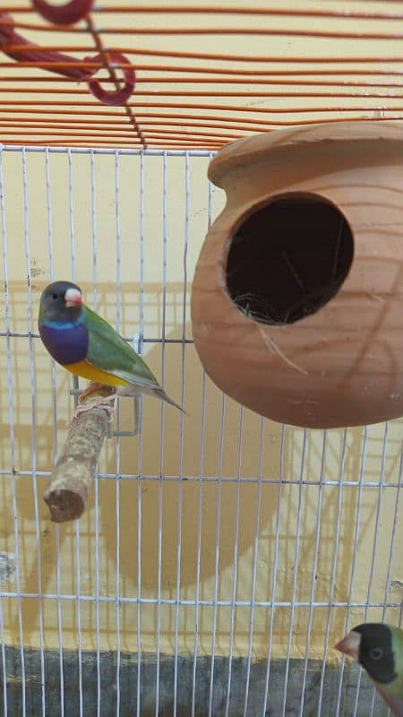 Gouldian Pair 0