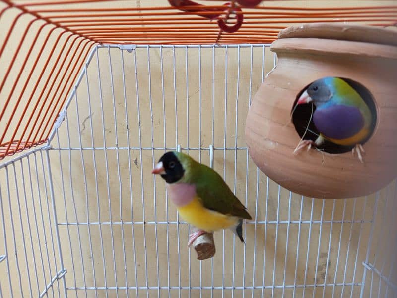 Gouldian Pair 3