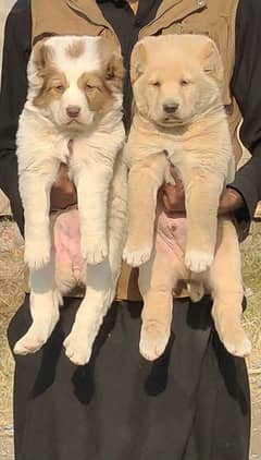 Pura King Albaia Pair for Sale Age 2 Month Security Guard Dog