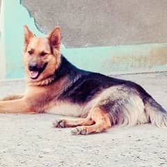 German shepherd Dog Nick Name:Max