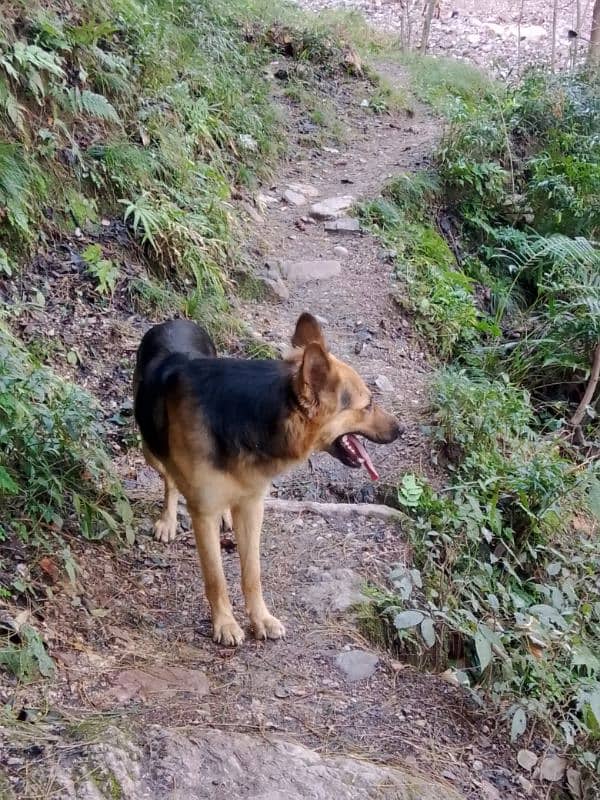 The German shepherd dog has, such as  double coat. 2