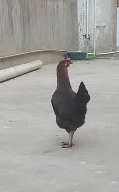 Hen for sell