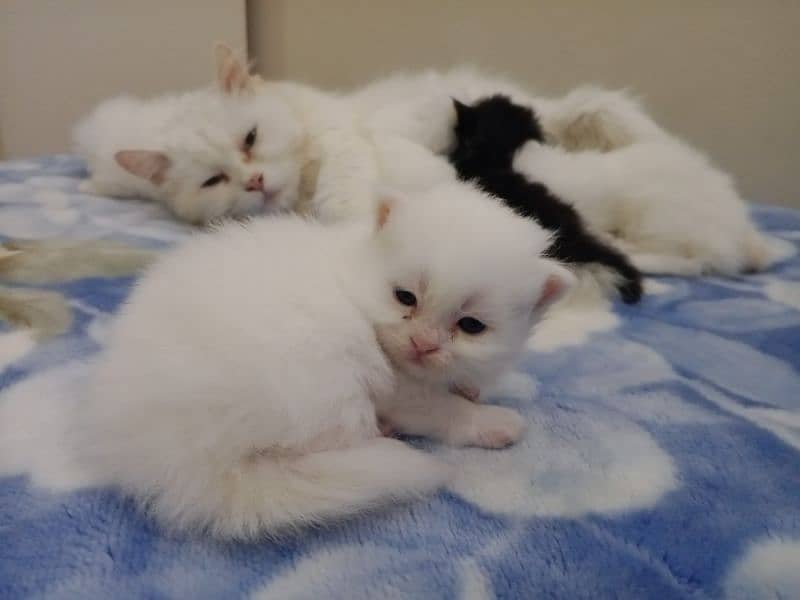 Beautiful kittens 2