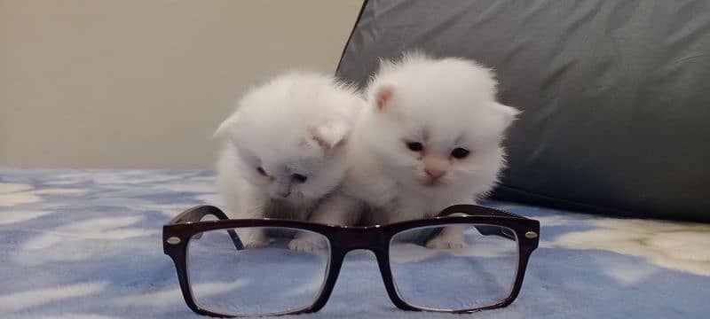 Beautiful kittens 4