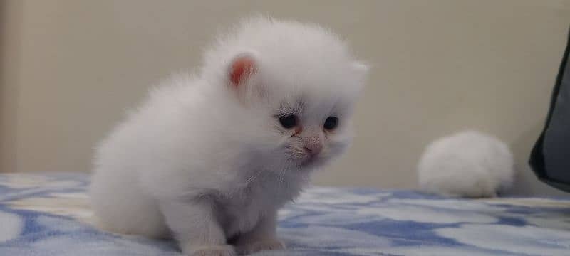 Beautiful kittens 5