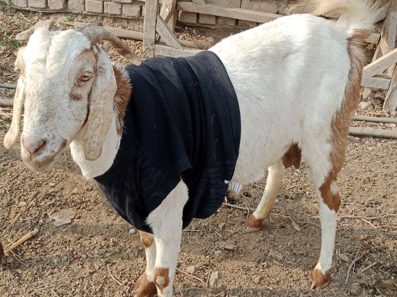 Goats For Sell 0