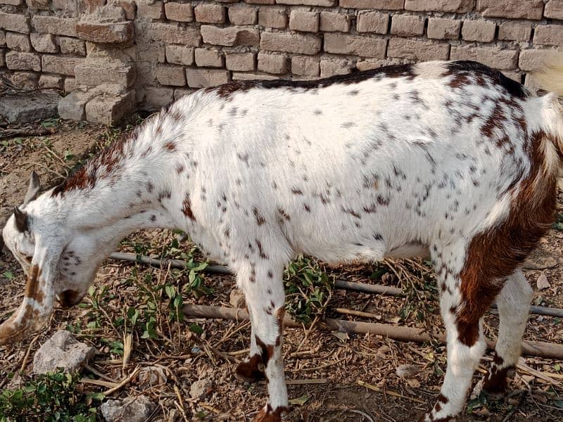 Goats For Sell 1