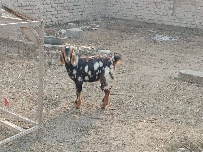 Goats For Sell 3