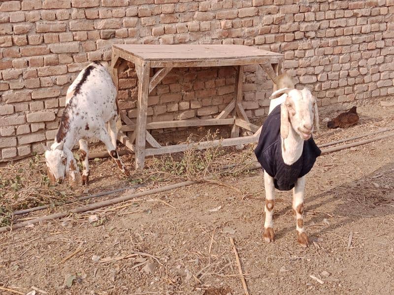 Goats For Sell 4