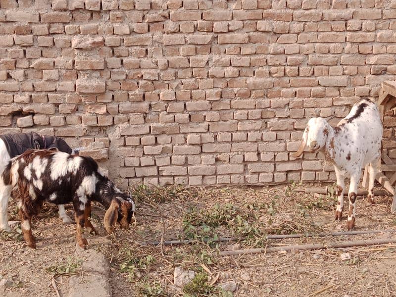 Goats For Sell 5